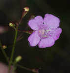 Ten lobe false foxglove